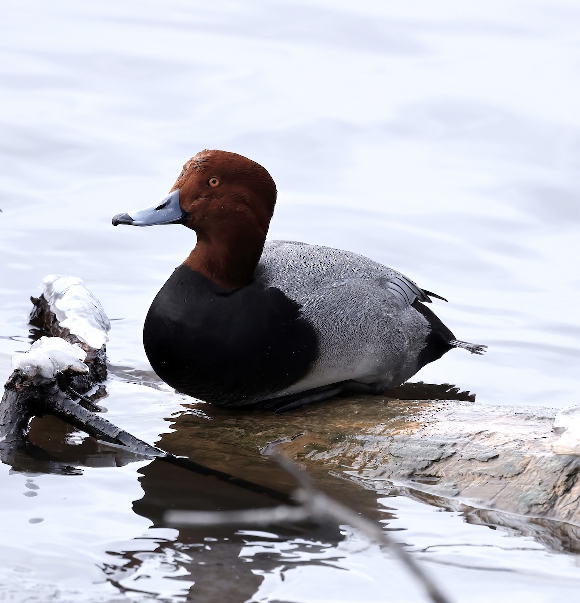 Redhead - Scott Sneed