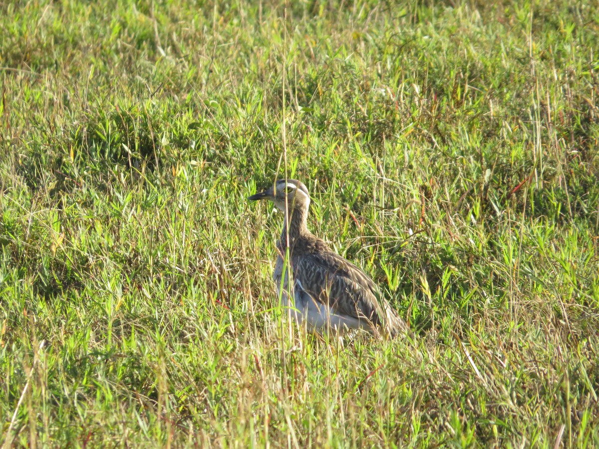 Double-striped Thick-knee - ML404487791
