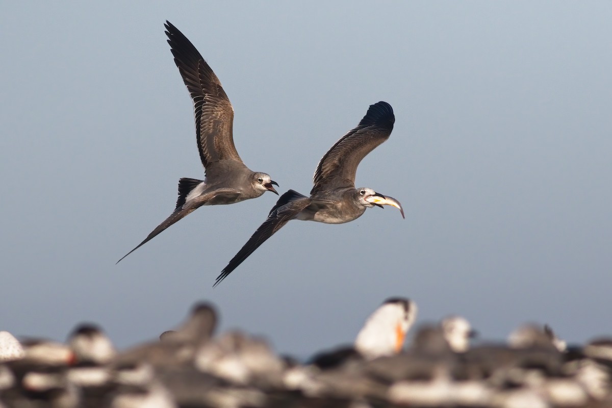 Laughing Gull - Davey Walters