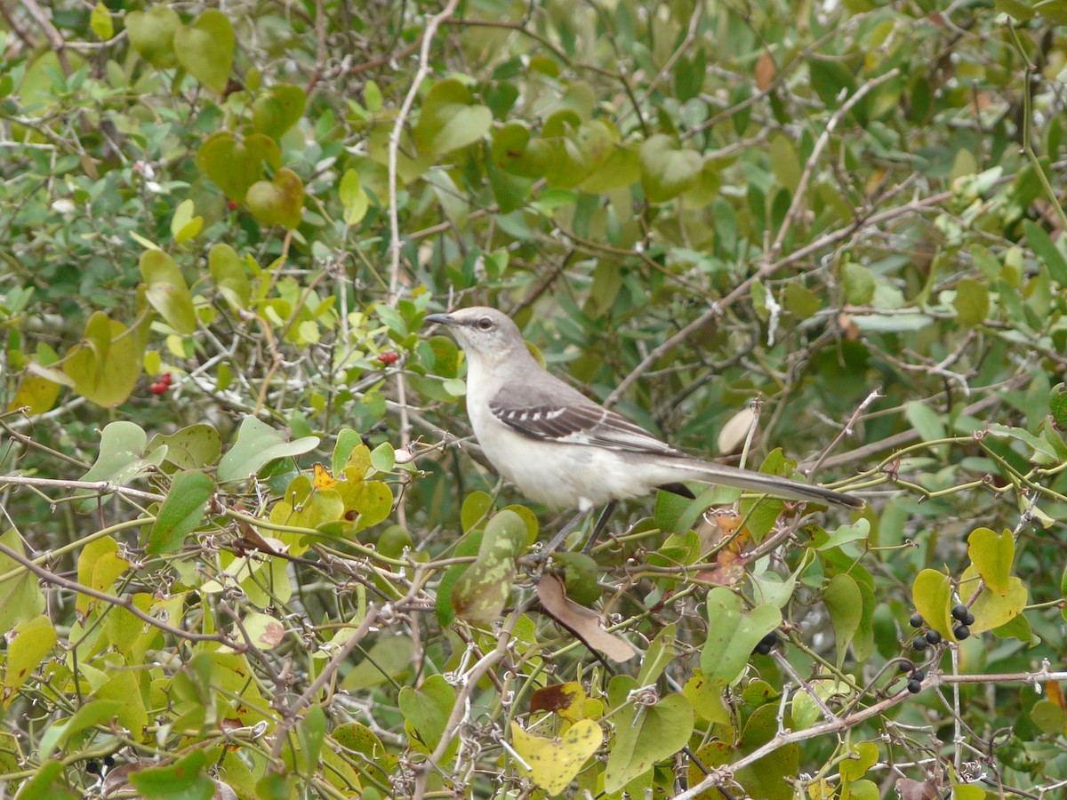 Northern Mockingbird - ML40448831