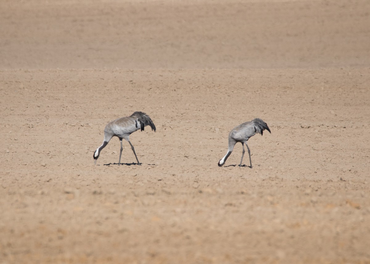 Common Crane - Romina Bauer