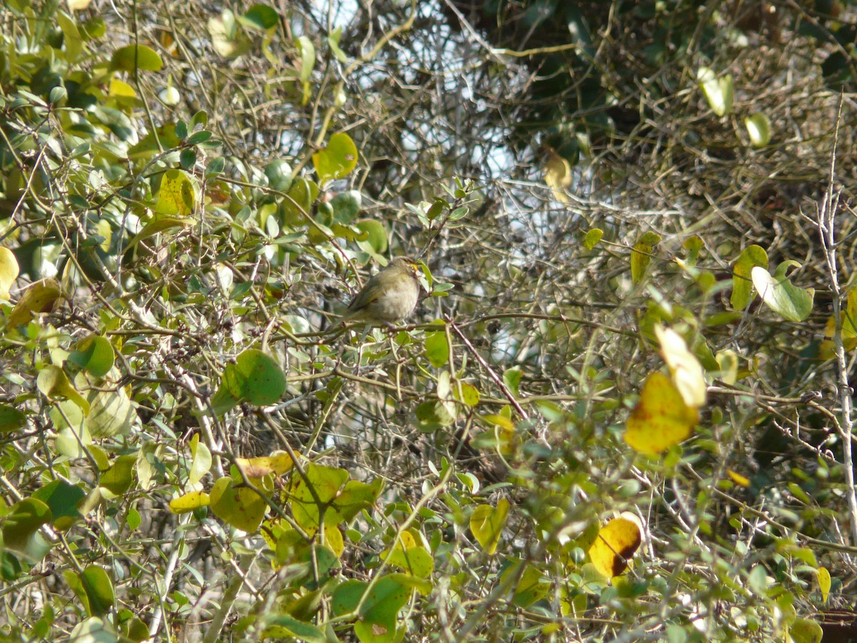 Yellow-faced Grassquit - ML40448941