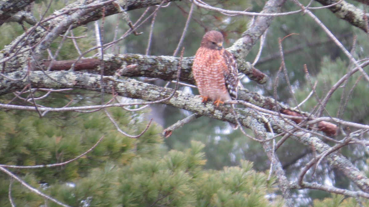 Red-shouldered Hawk - ML40448961