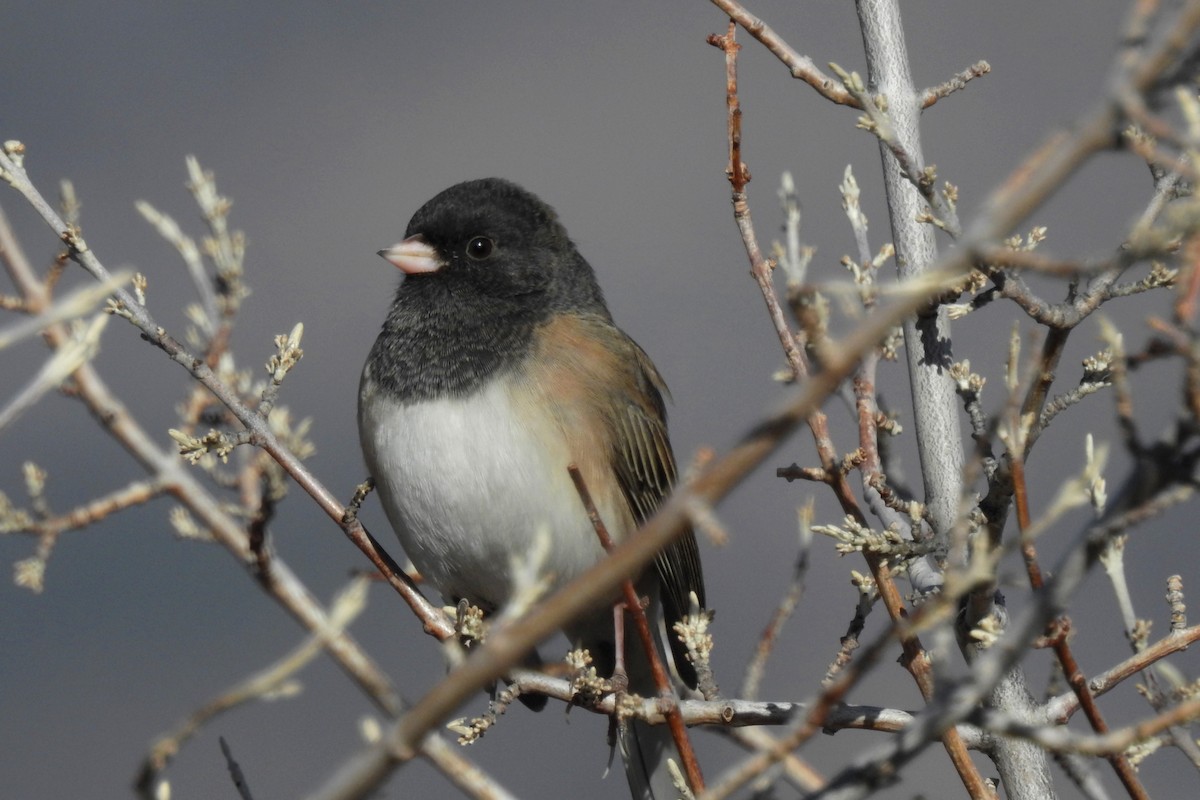 Dark-eyed Junco (Oregon) - ML40449111