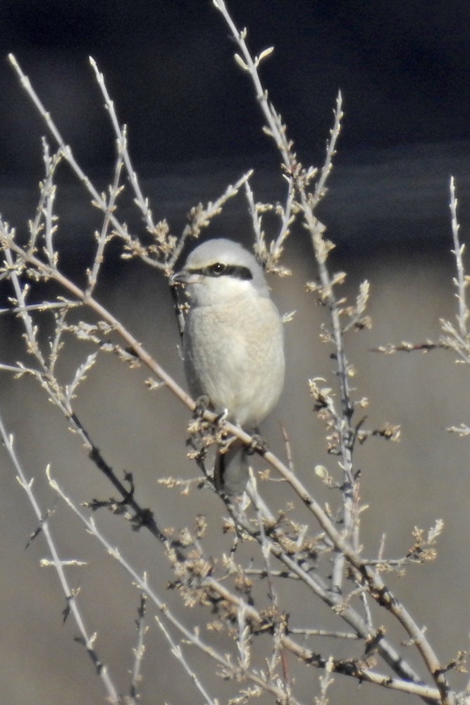 Northern Shrike - ML40449341