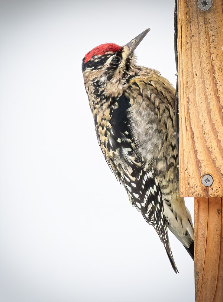 Yellow-bellied Sapsucker - ML404493511