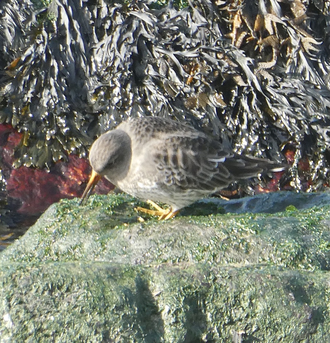 Purple Sandpiper - ML404496541