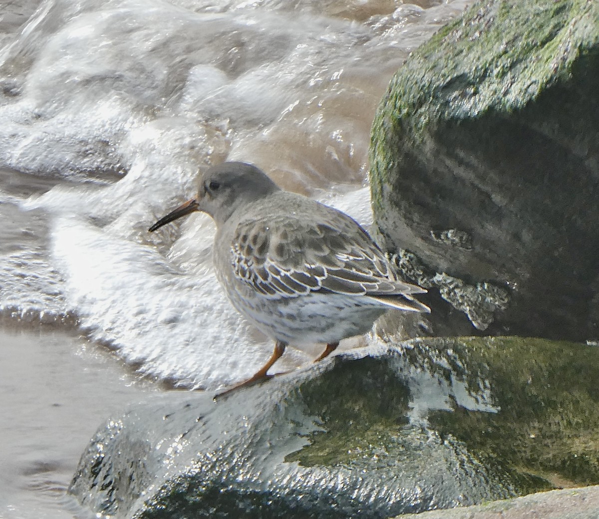 Purple Sandpiper - ML404496811