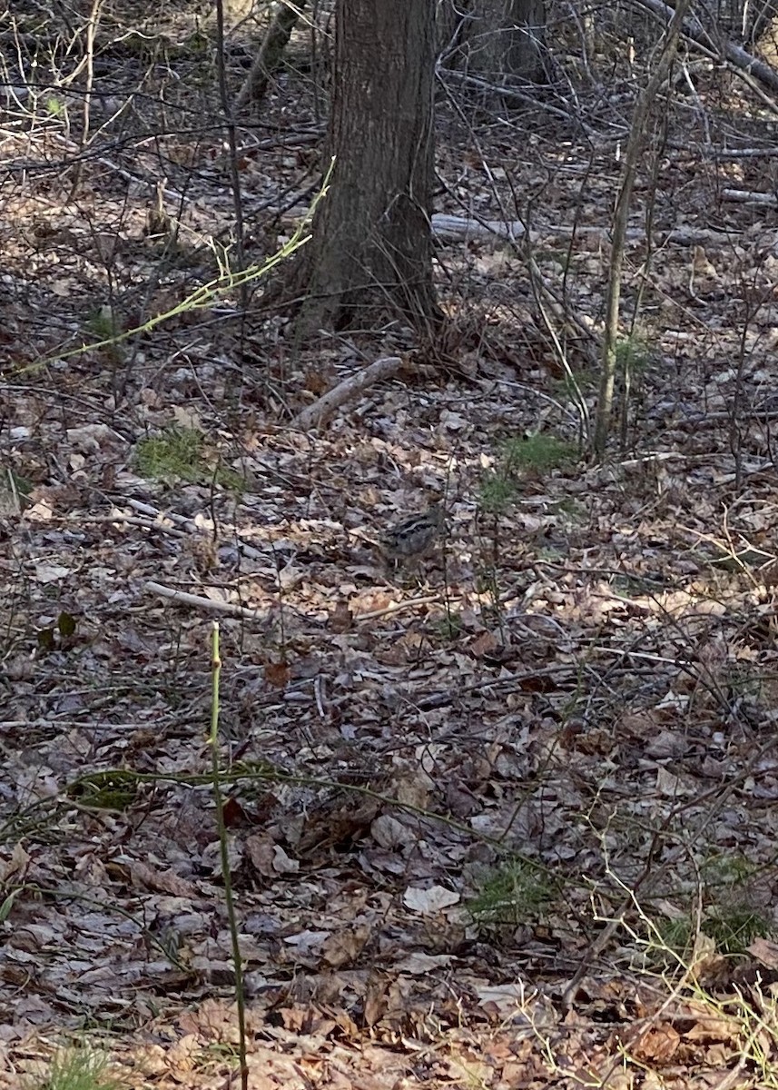 American Woodcock - ML404498761