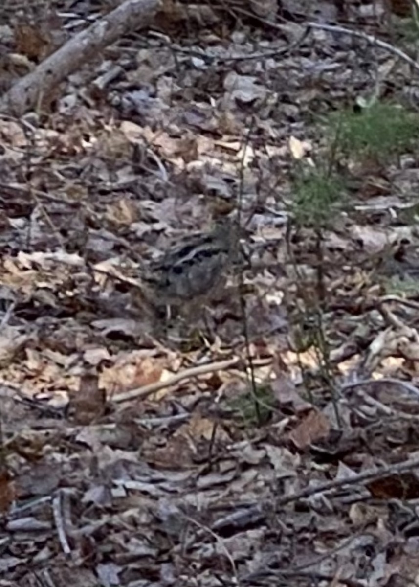 American Woodcock - Caroline Hofe Nowak