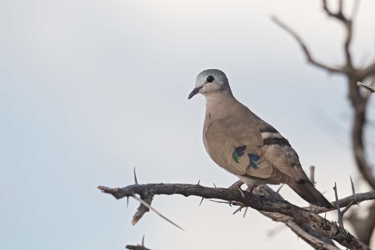 Emerald-spotted Wood-Dove - ML404500281