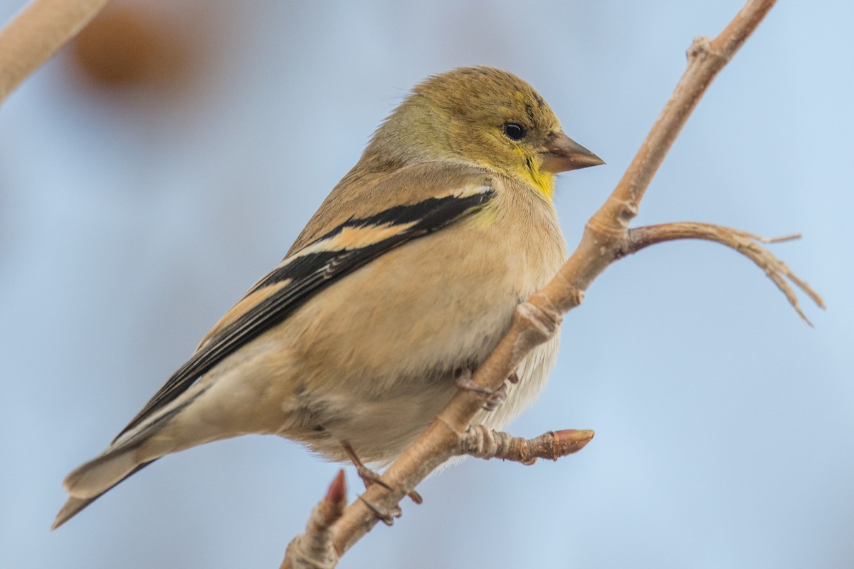 American Goldfinch - Jeff Bleam