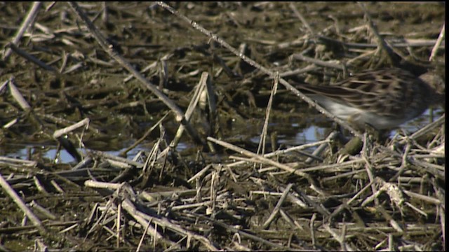 Pectoral Sandpiper - ML404502