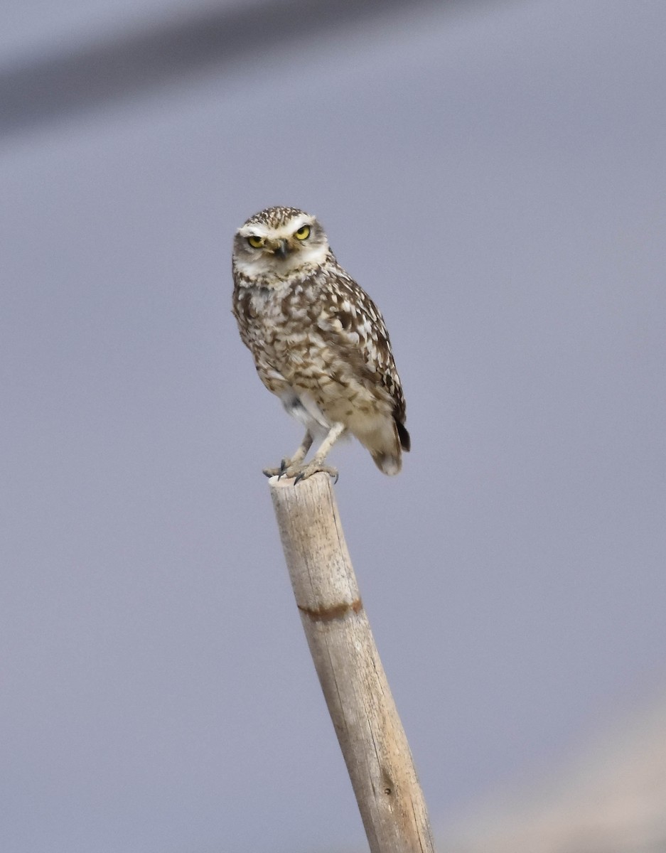 Burrowing Owl - ML40450361
