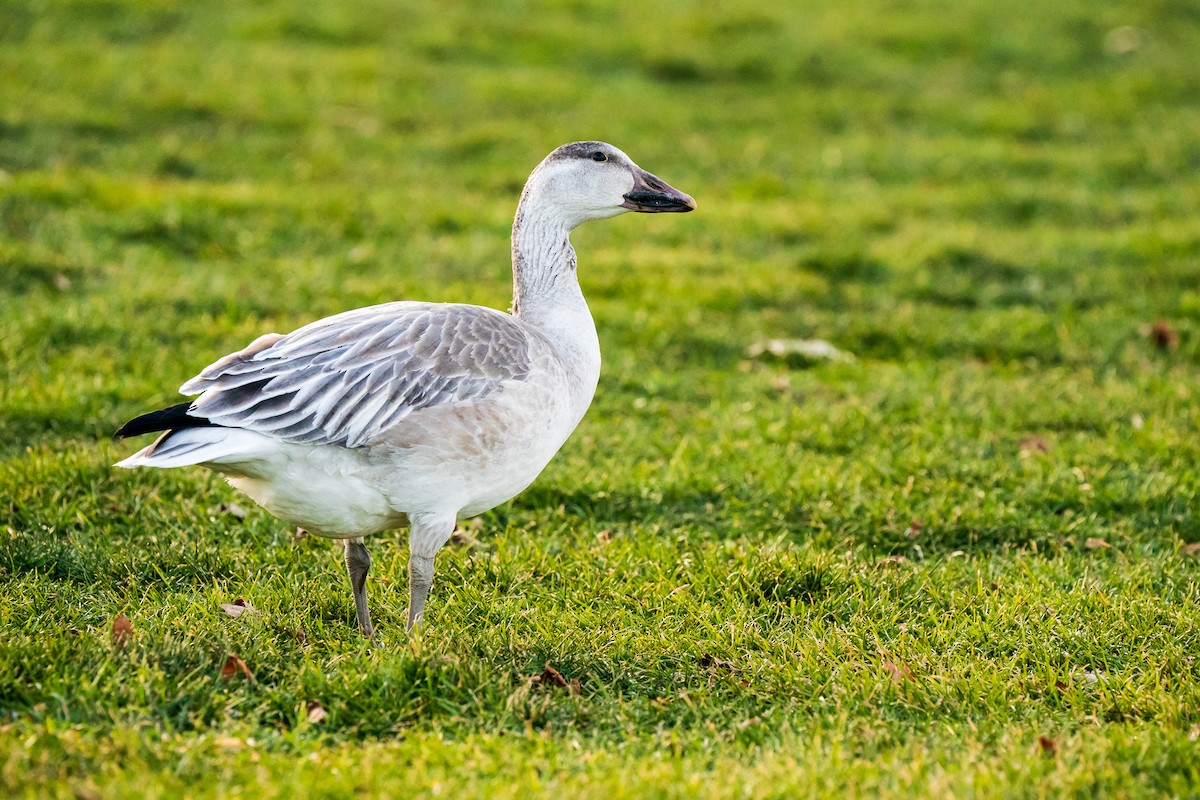 Snow Goose - Renee Lucier