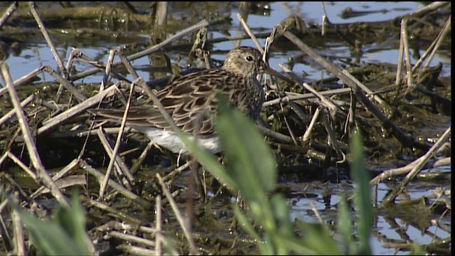 Pectoral Sandpiper - ML404504