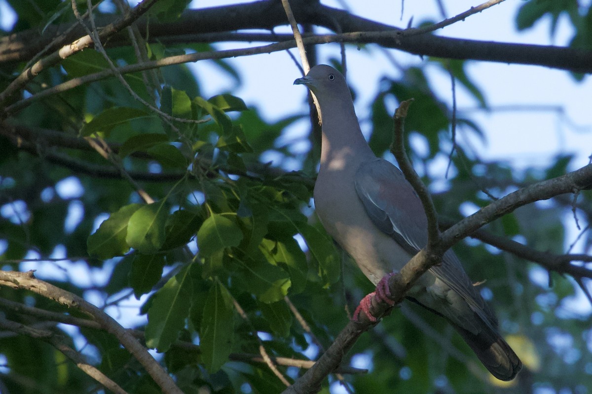 Plain Pigeon - Will Schenck