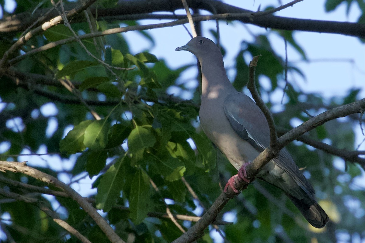 Plain Pigeon - ML404504031