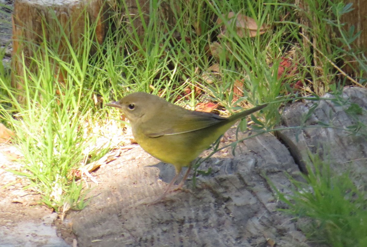 Mourning Warbler - ML40450441