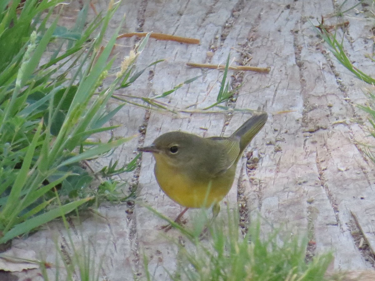 Mourning Warbler - ML40450461