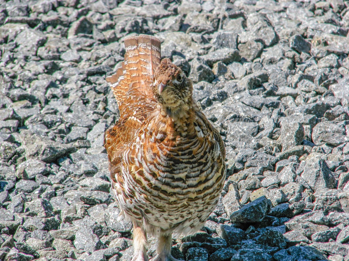 Ruffed Grouse - ML404504871