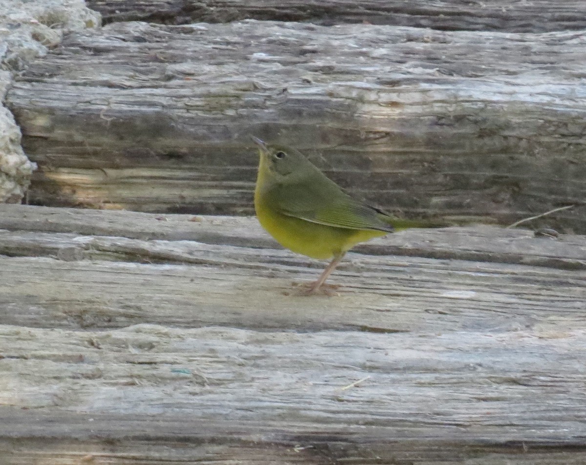 Mourning Warbler - ML40450491