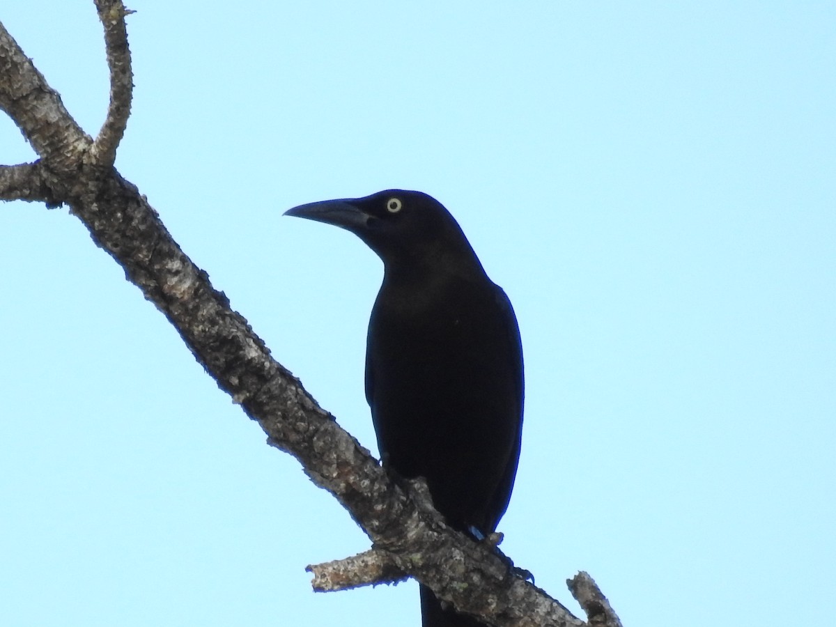 Common Grackle - ML404505121