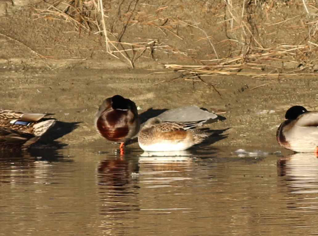 American Wigeon - ML404505931