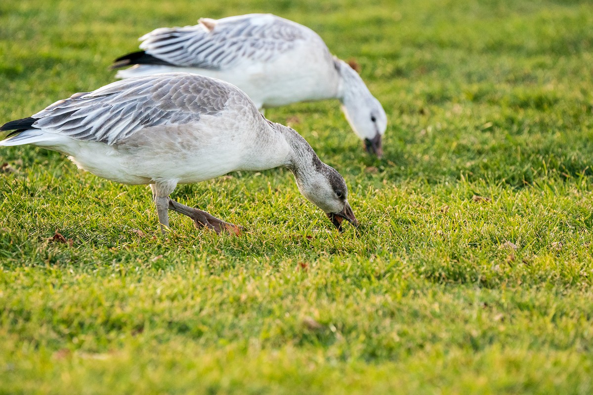 Snow Goose - ML404505991