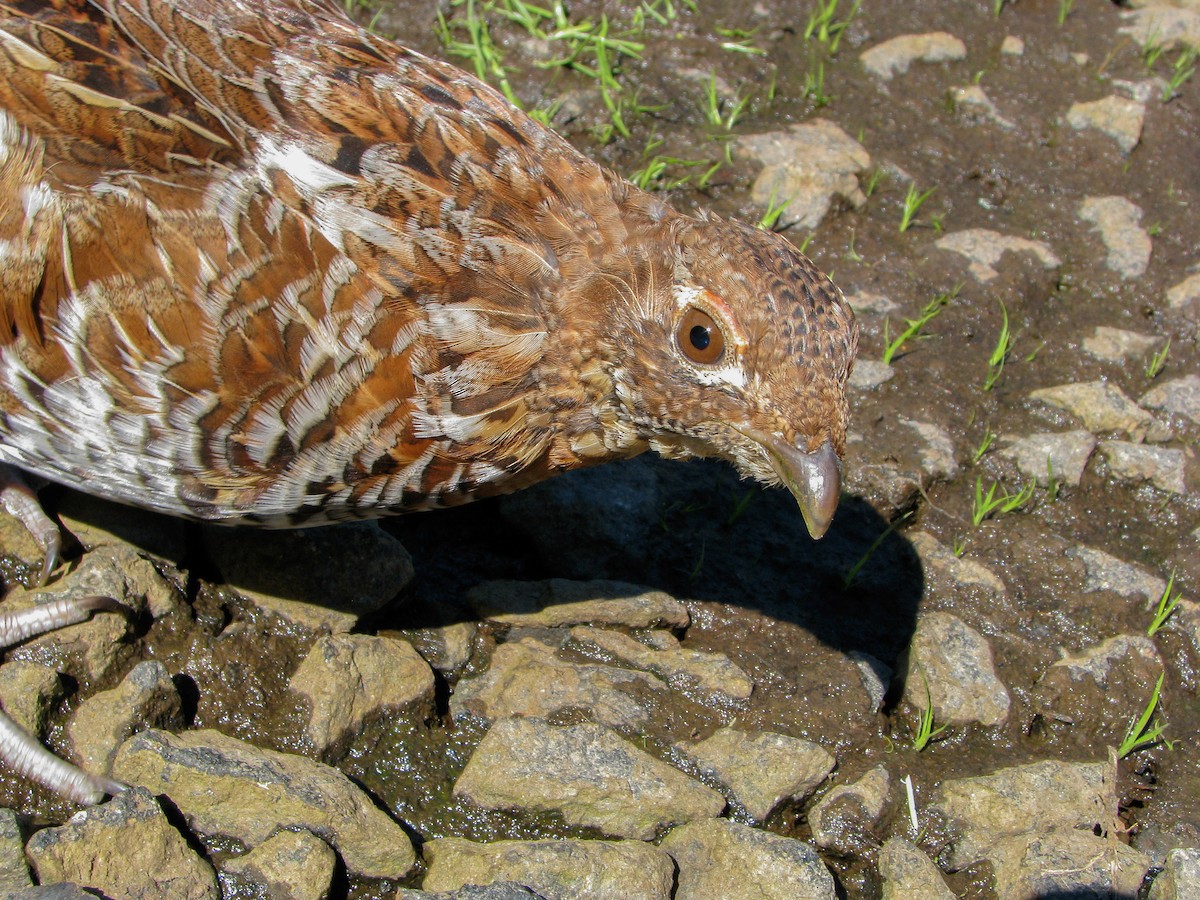 Ruffed Grouse - ML404506241