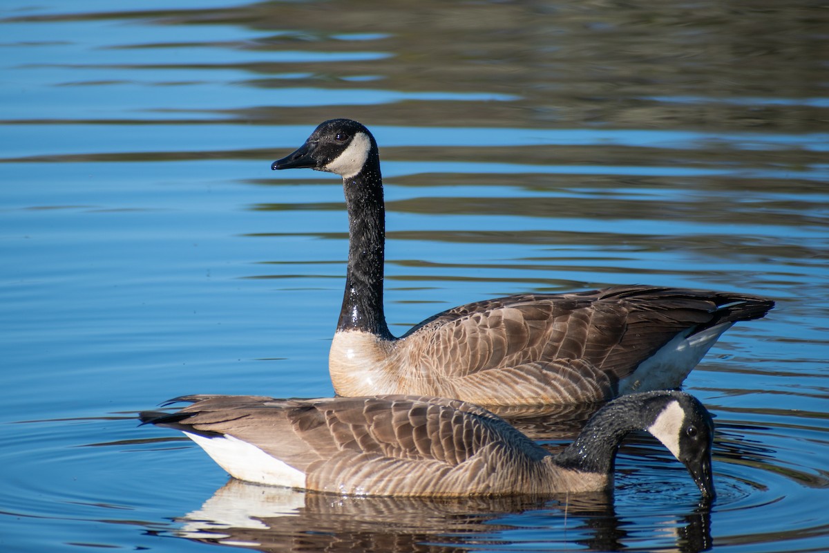 Canada Goose - Collin Cox