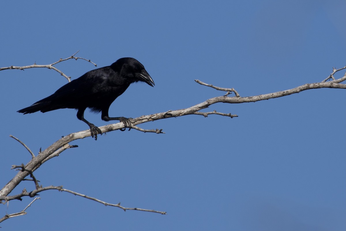 Hispaniolan Palm-Crow - Will Schenck