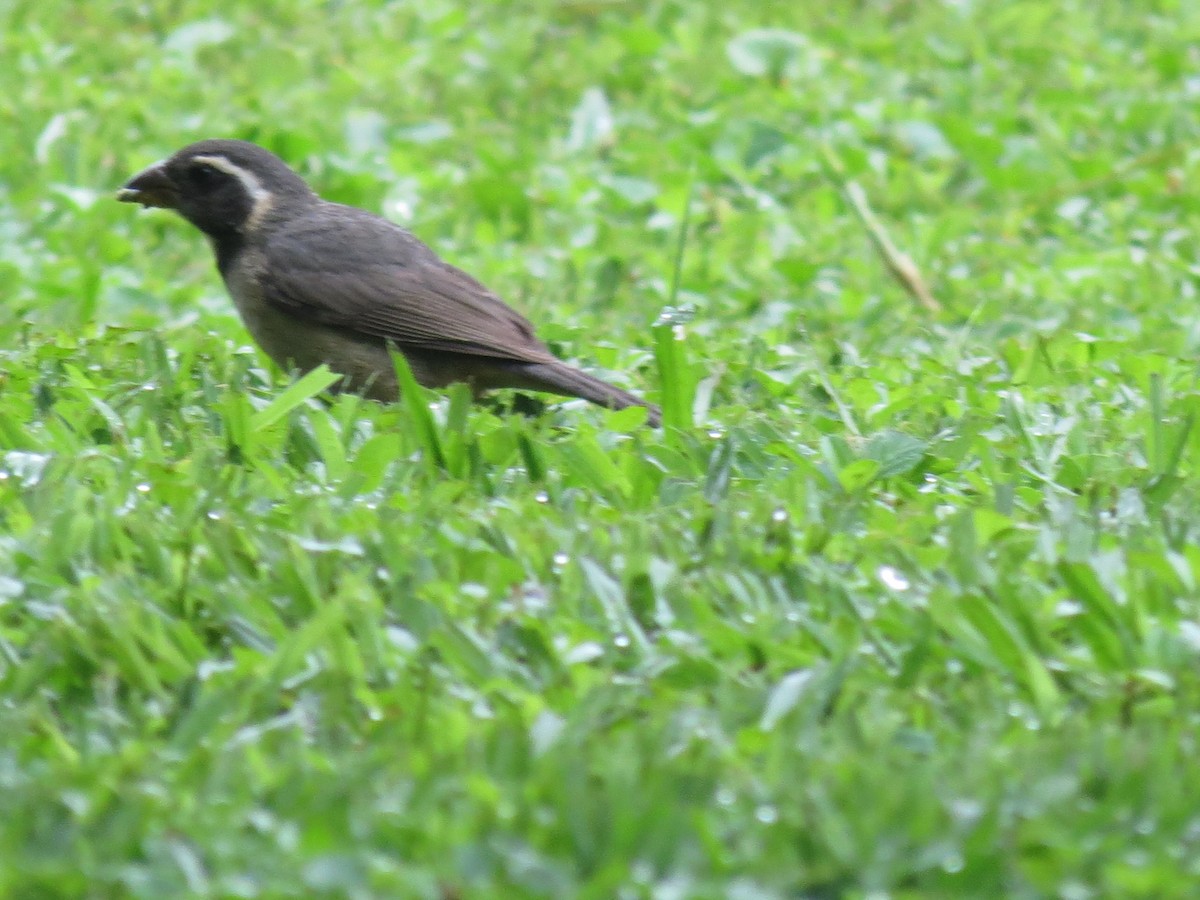 Golden-billed Saltator - adriana centeno