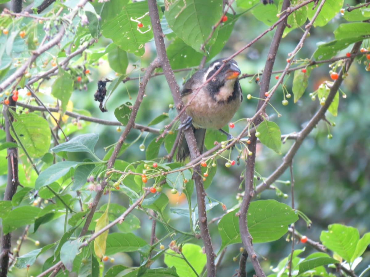 Golden-billed Saltator - adriana centeno