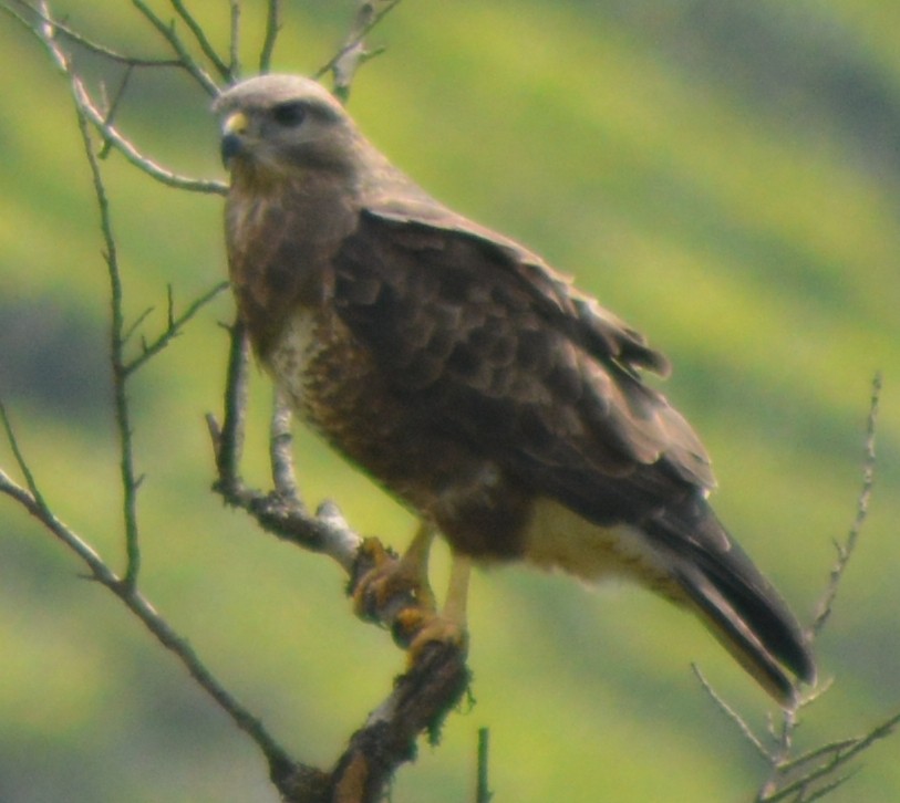 Common Buzzard - ML404509841