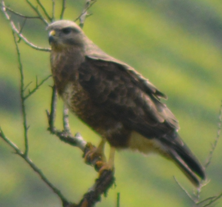 Common Buzzard - ML404509851