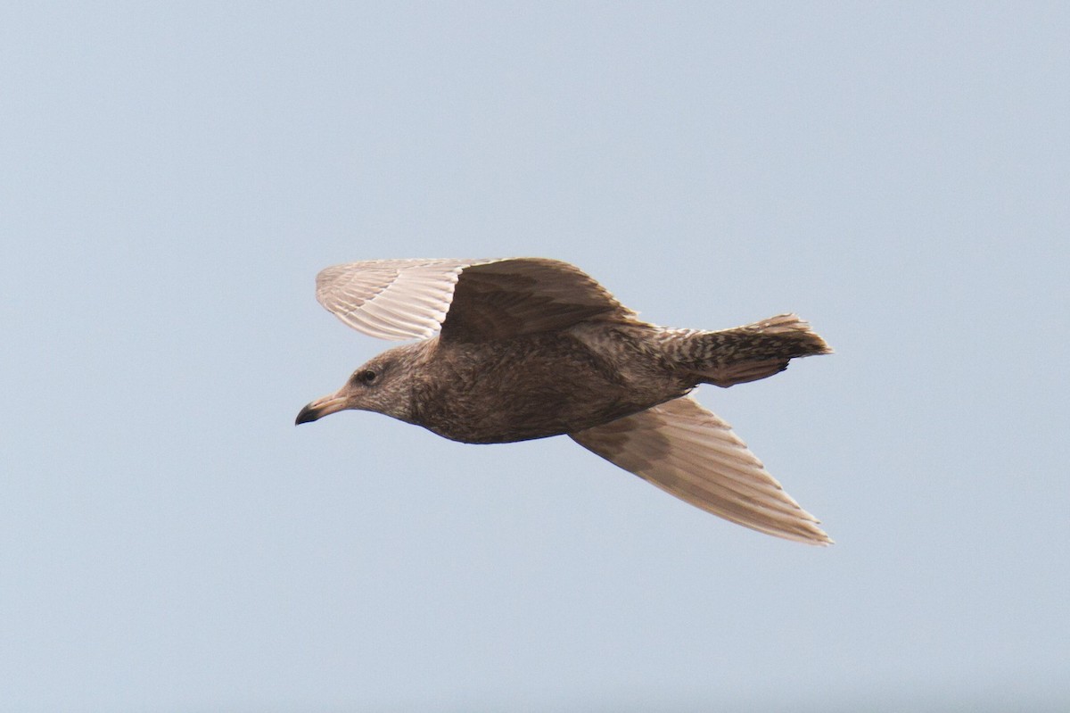 Glaucous Gull - ML404509981