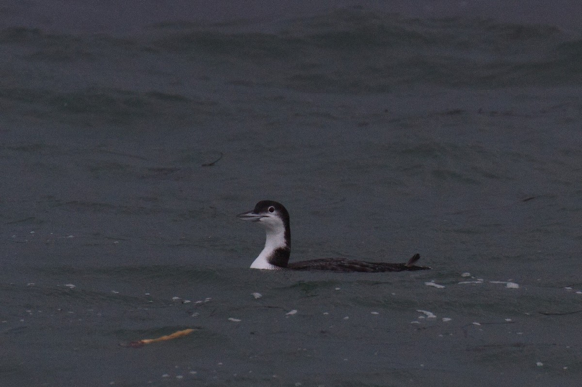 Common Loon - ML404510491