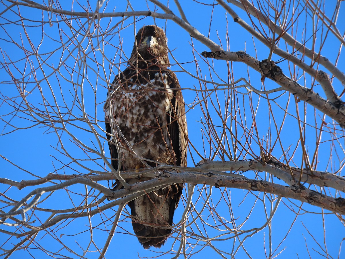 Bald Eagle - Del Nelson