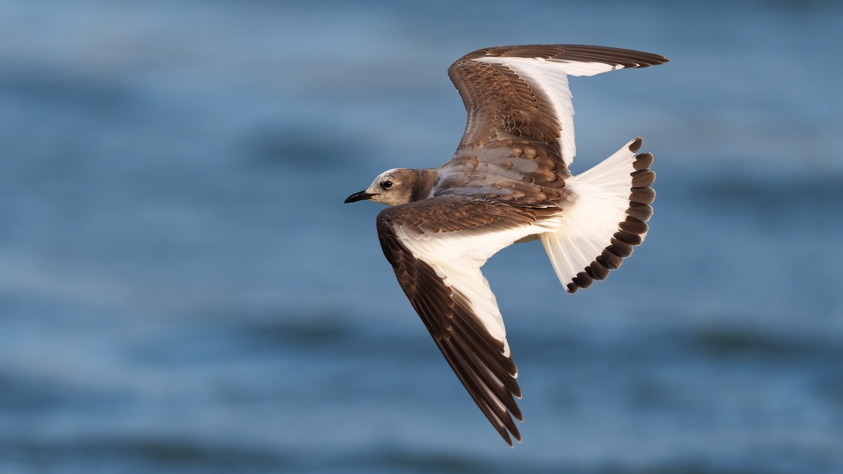 Sabine's Gull - babur hakarar
