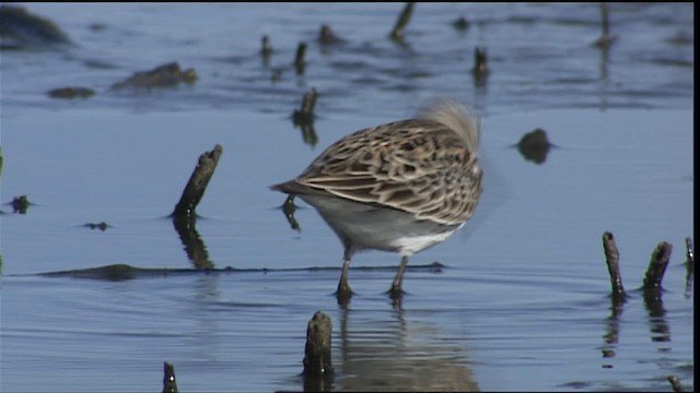 White-rumped Sandpiper - ML404513