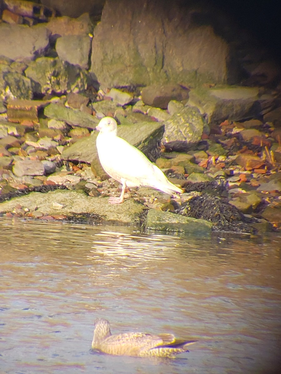 Glaucous Gull - ML404513311