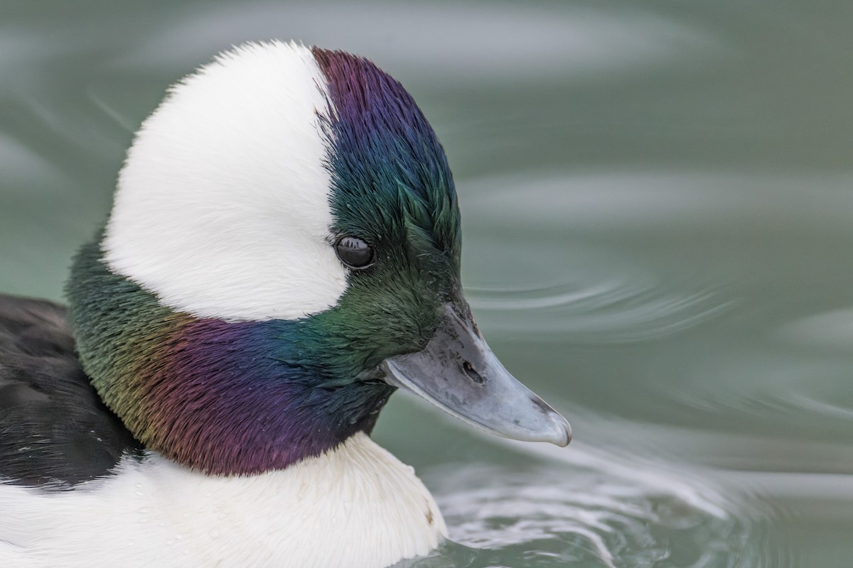 Bufflehead - ML404513441