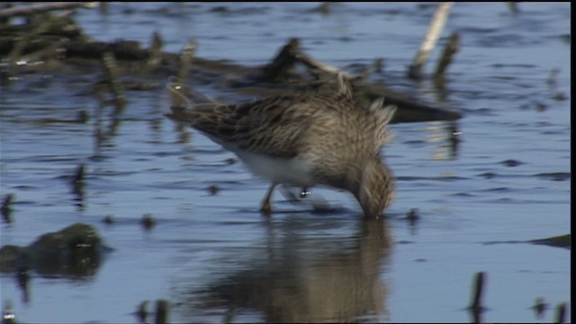 アメリカウズラシギ - ML404516