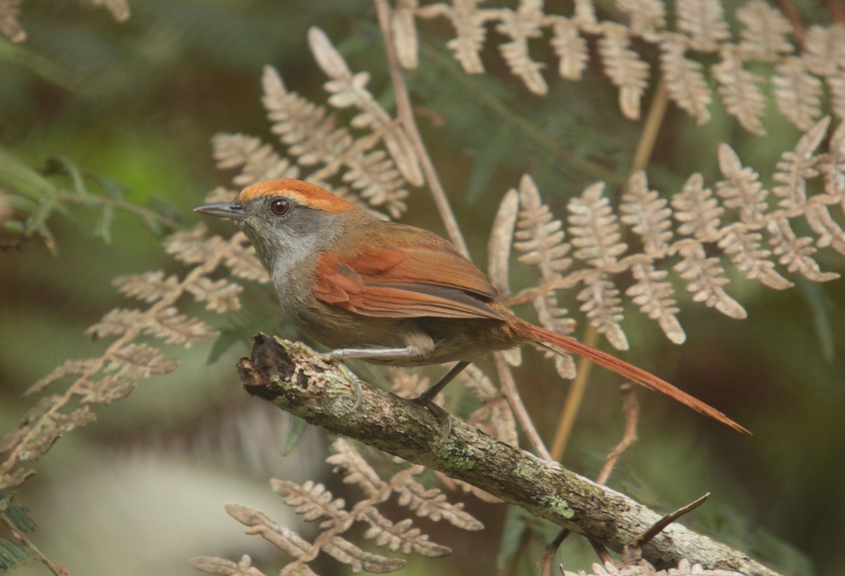 Rufous-capped Spinetail - ML404516211