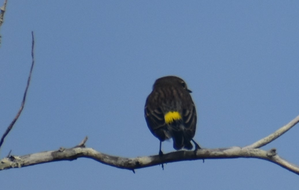 Yellow-rumped Warbler - ML404516241