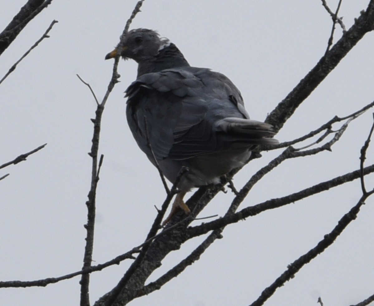 Band-tailed Pigeon - ML404516721