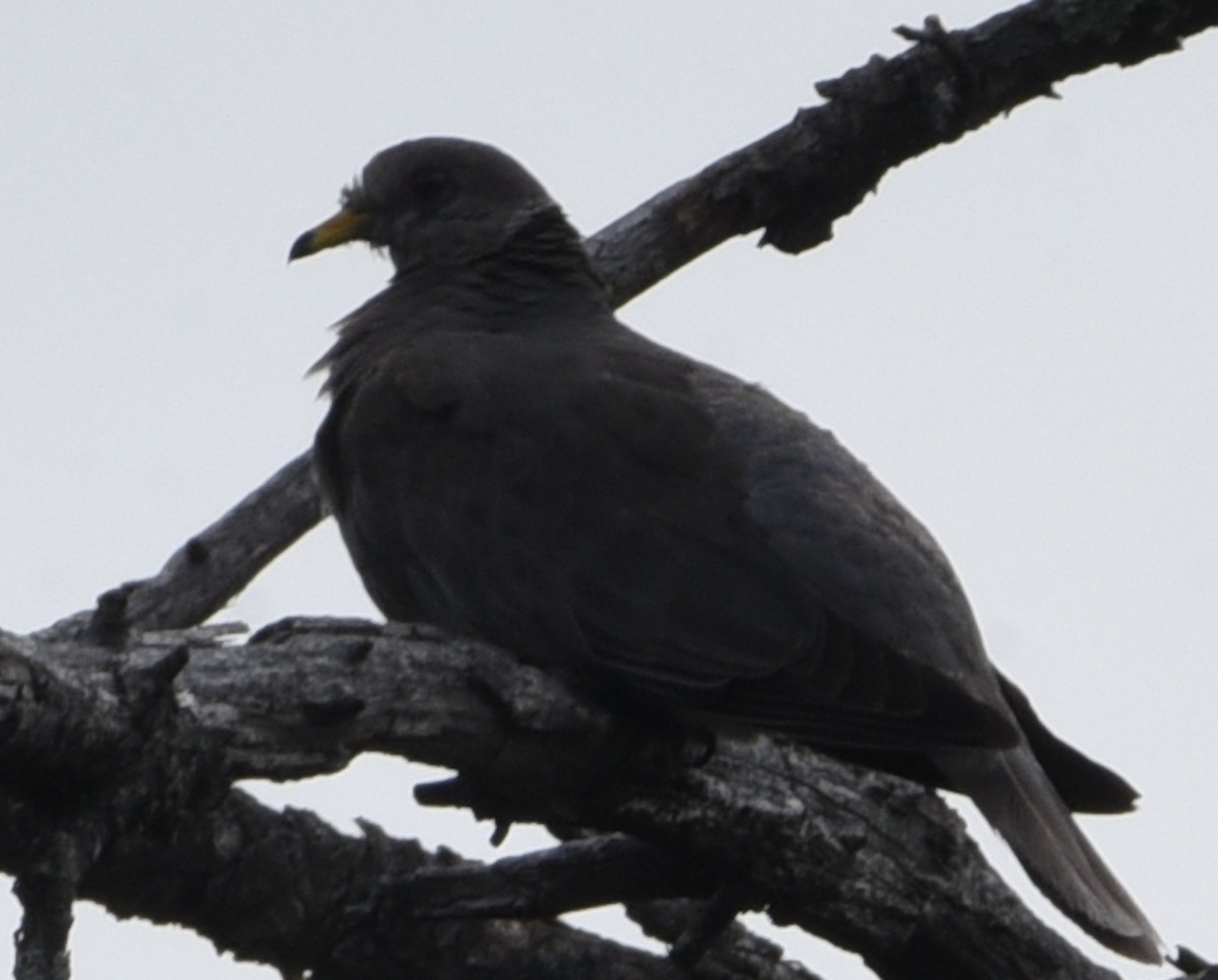 Band-tailed Pigeon - ML404516731