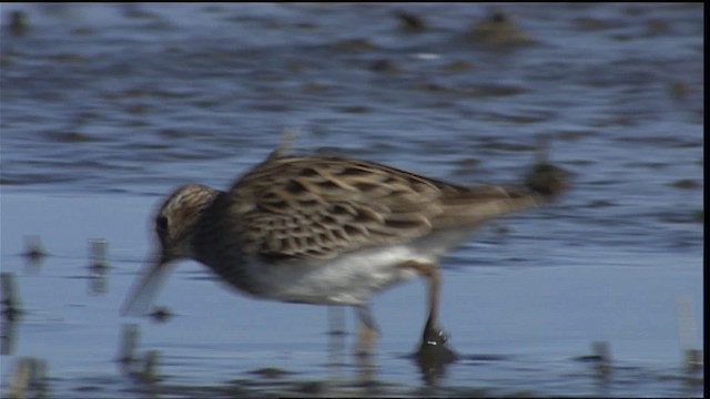 Pectoral Sandpiper - ML404517