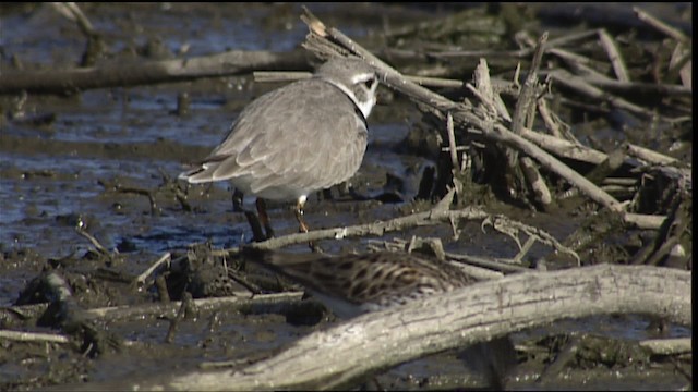 Piping Plover - ML404518